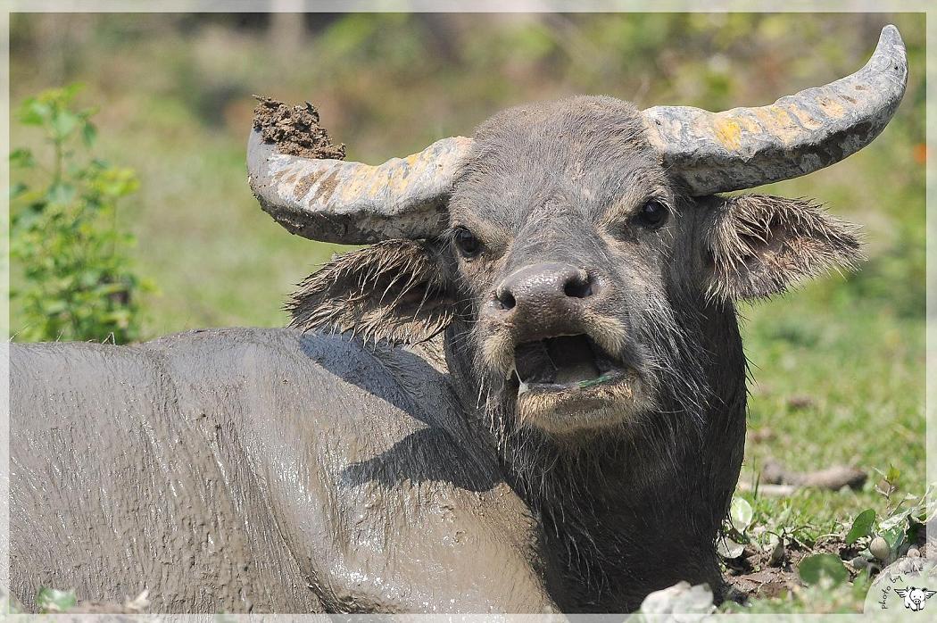 buffalosS.JPG